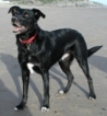 photo of our black dog on a beach in Wales